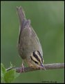 _B215985 worm-eating warbler